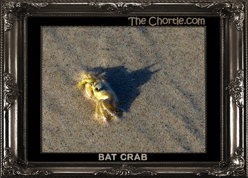 Bat crab