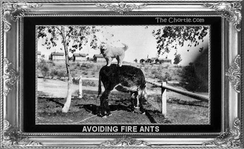 Avoiding fire ants