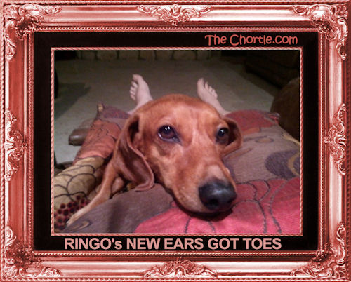 Ringo's new ears got toes