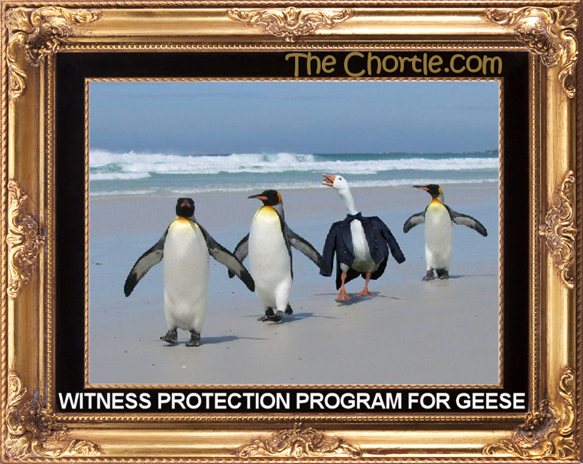 Witness protection program for geese.
