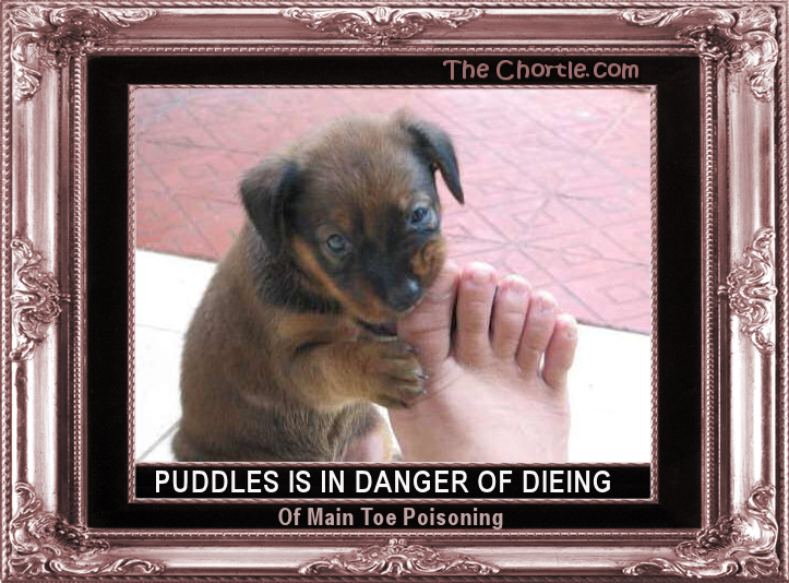 Puddles is in danger of dieing of main toe poisoning