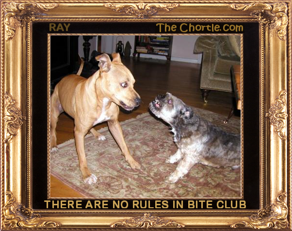 There are no rules in Bite Club