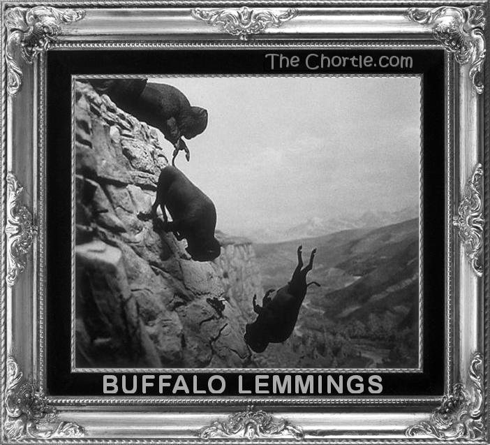 Buffalo lemmings 