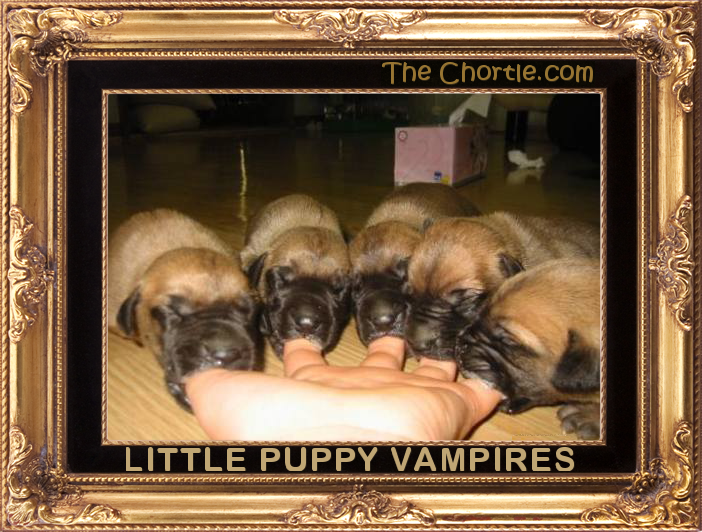 Little puppy vampires