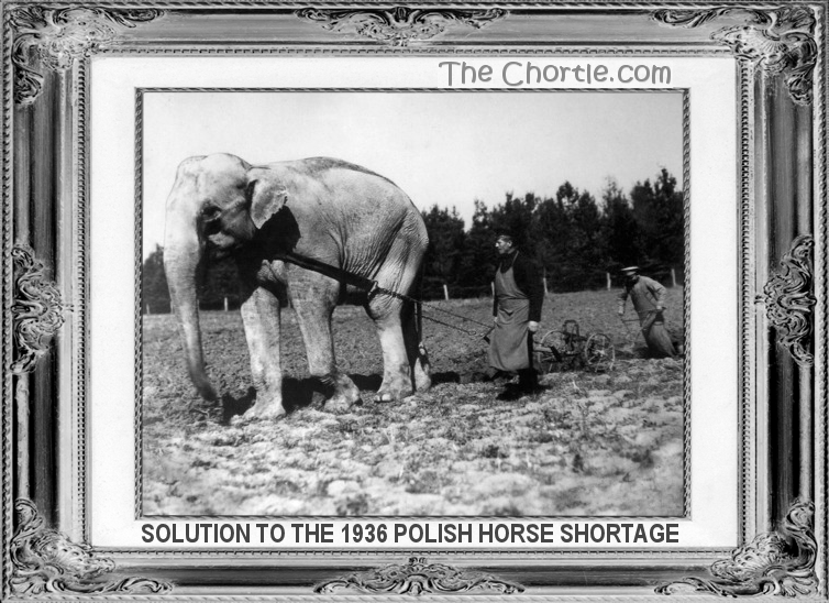 Solution to the 1936 Polish horse shortage