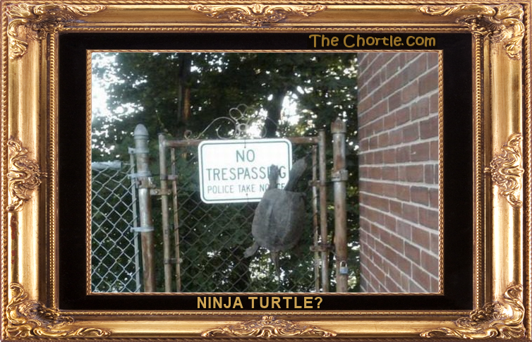 Ninja turtle?
