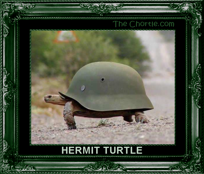 Hermit turtle
