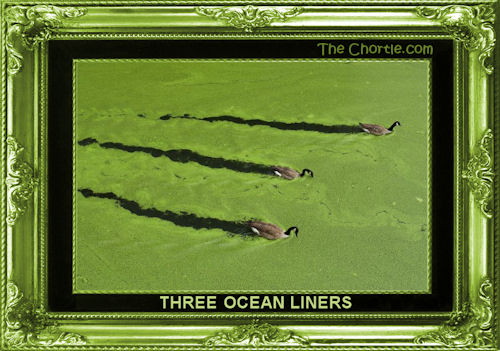 Three ocean liners