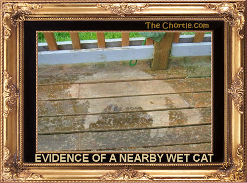 Evidence of a nearby wet cat