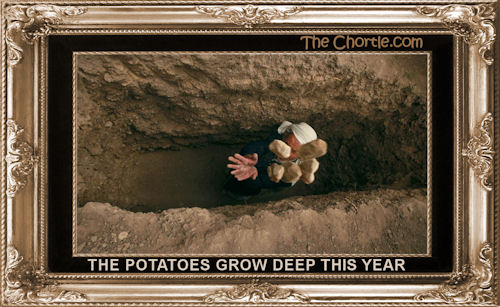 The potatoes grow deep this year
