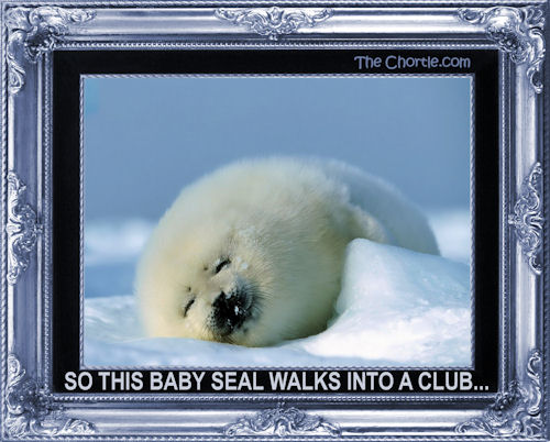 So this baby seal walks into a club...