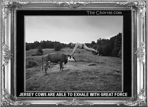 Jersey cows are able to exhale with great force.
