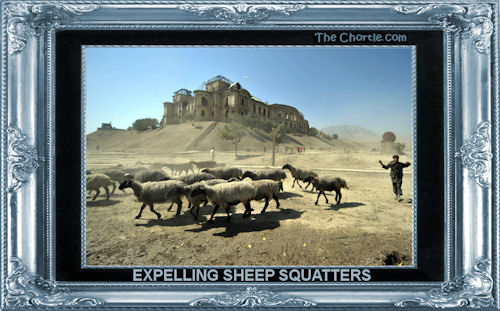 Expelling sheep squatters