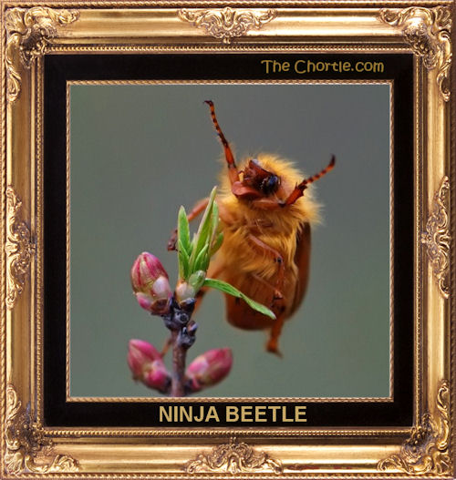 Ninja beetle