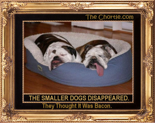 The smaller dogs disappeared. They thought it was bacon.