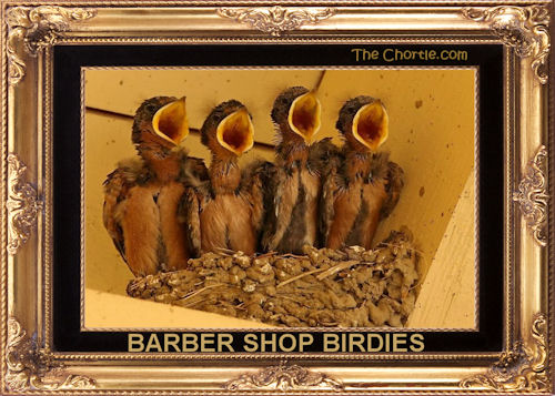 Barber shop birdies