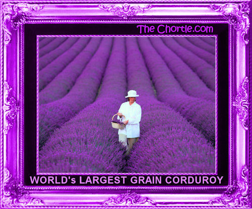 World's largest grain corduroy