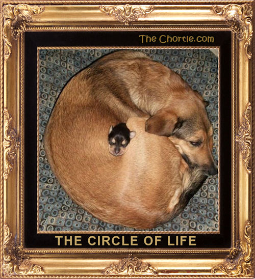The circle of life