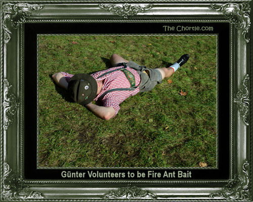 Gunter volunteers to be fire ant bait