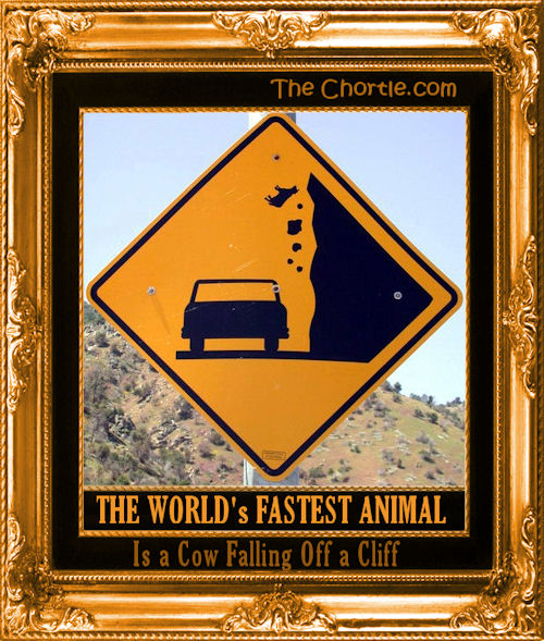 The world's fastest animal is a cow falling off a cliff