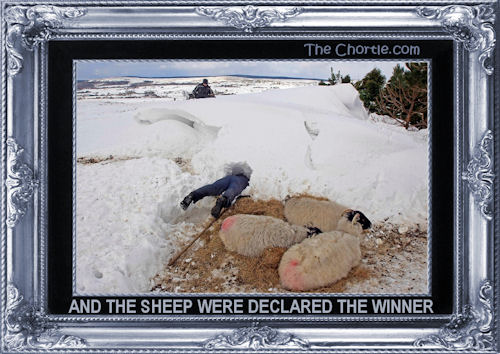 And the sheep were declared the winner