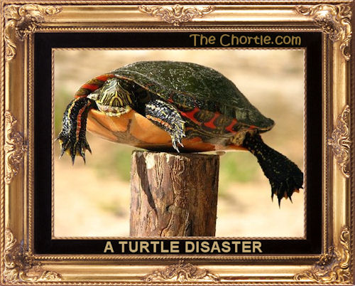 A turtle disaster