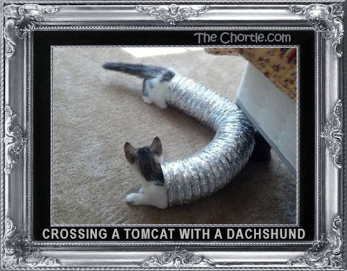 Crossing a tomcat with a dachshund