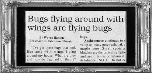 Bugs flying around with wings are flying bugs