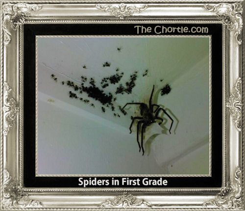 Spiders in first grade