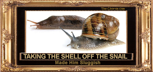 Taking the shell off the snail made him sluggish