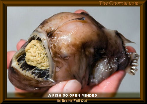 A fish so open minded ... its brains fell out.
