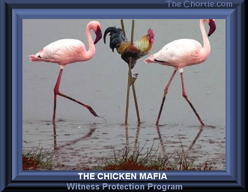 The chicken mafia witness protection program