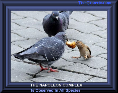 The Napoleon complex is observed in all species.