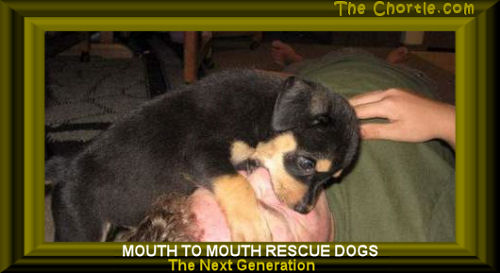 Mouth to mouth rescue dogs.  The next generation.