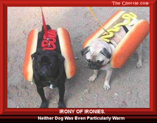 Irony of ironies.  Neither dog was even particularly warm.