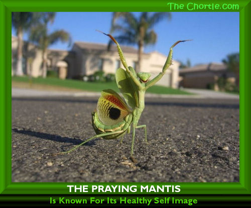 The praying mantis is known for its healthy self image.