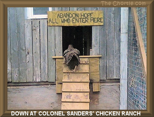 Down at Colonel Sander's chicken ranch. 