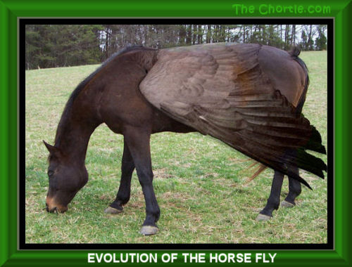 Evolution of the horse fly