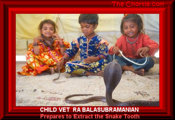 Child vet Ra Balasubramanian prepares to extract the snake tooth