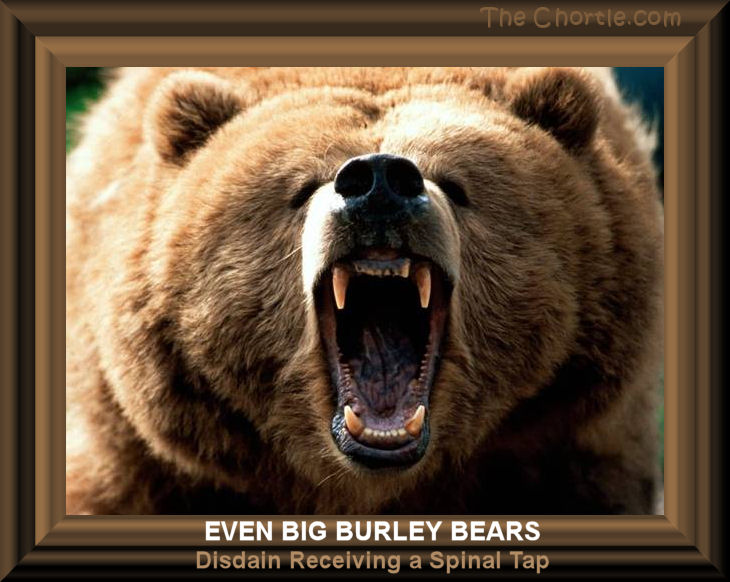 Even big burley bears disdain receiving a spinal tap