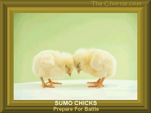 Sumo chicks prepare for battle
