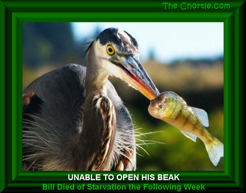 Unable to open his beak, Bill died of starvation the following week