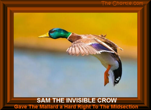 Sam the invisible crow gave the mallard a hard right to the midsection.