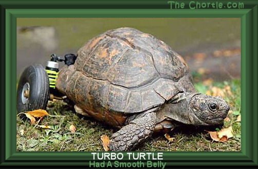 Turbo turtle had a smooth belly