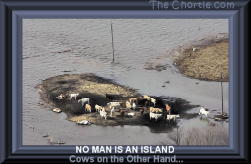 No man is an island. Cows, on the other hand...
