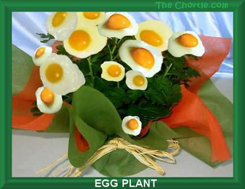 Egg plant