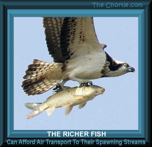 The richer fish can afford air transport to their spawning streams.