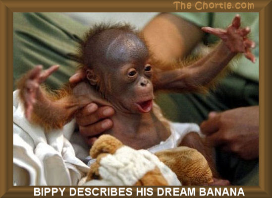 Bippy describes his dream banana.