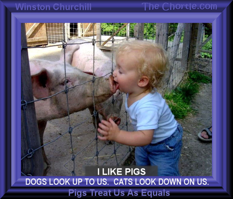 I like pigs. Dogs look up to us. Cats look down on us. Pigs treat us as equals - Winston Churchill 