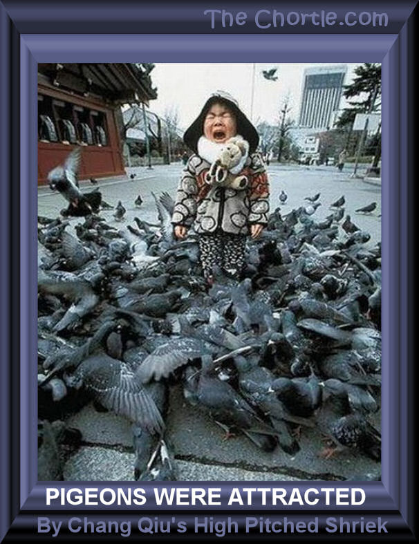 Pigeons were attracted by Chang Qiu's high pitched shriek.